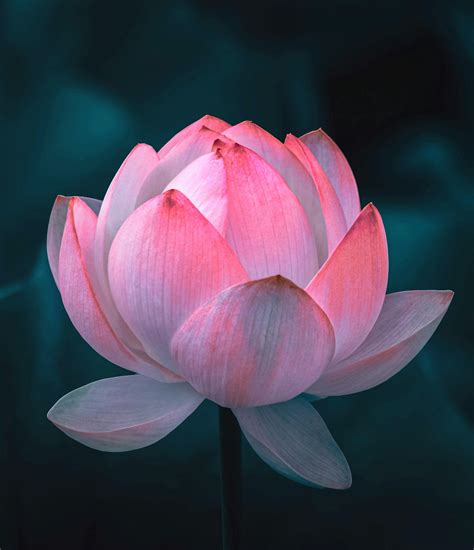 beautiful lotus images